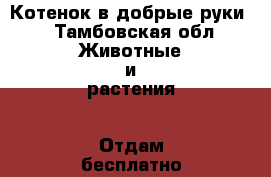 Котенок в добрые руки  - Тамбовская обл. Животные и растения » Отдам бесплатно   . Тамбовская обл.